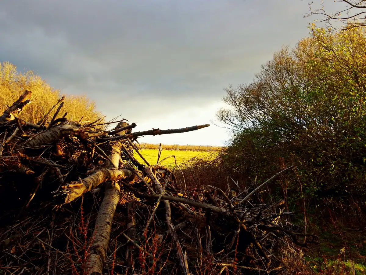 A large pile of cut branches and brush in an open field.